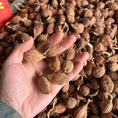 林柏药业优选皂角刺原药材 阴凉干燥保存的关键