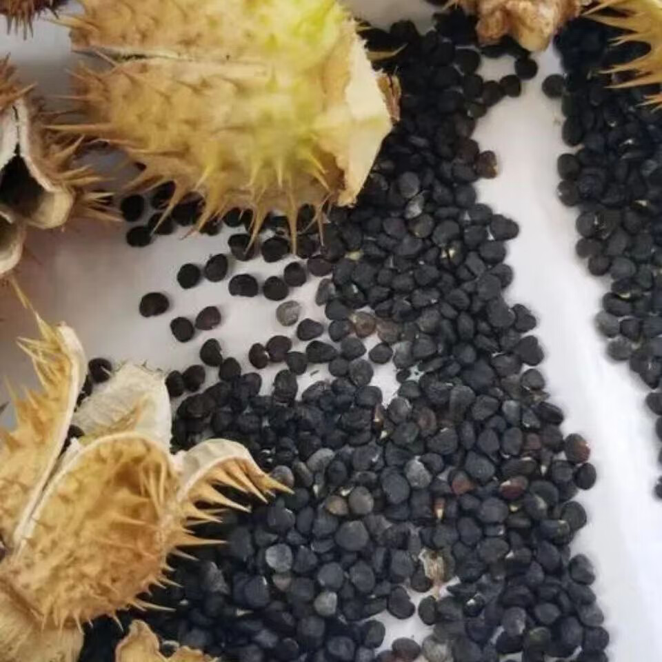 北京同仁堂中药籽与水产品初级农产品简介