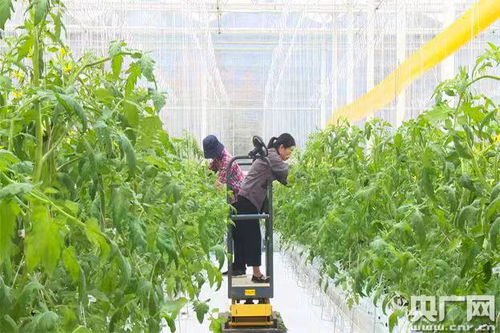 数字鱼游进智慧田 浙江德清“鱼菜共生”引领现代农业新风尚