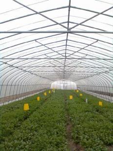 现代设施农业的基石 从蔬菜大棚到世界工厂网——中国农副产品的科技化之路