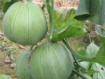 大亚湾工厂与龙岗蔬菜配送 深圳农产品供应链的现代化之路