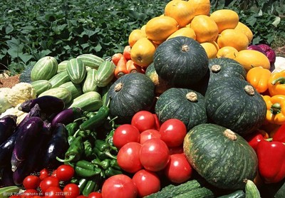 瓜果蔬菜 餐桌上的健康守护者