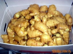 安丘市黄土香蔬菜加工厂 深耕绿色产业，打造高品质蔬菜加工品牌