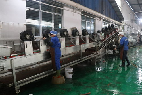 麻江产业大招商 深耕蔬菜产业，为高质量发展聚势赋能