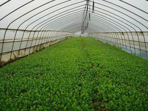 白鹤镇市级农民专业合作社示范社增至十家